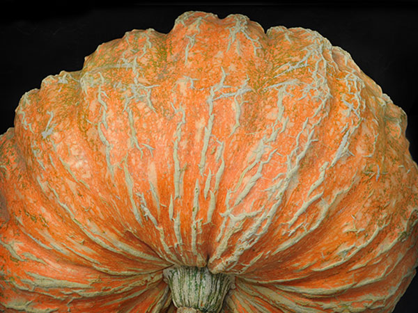 Atlantic Giant Pumpkin #Pumpkin #Pumpkins #GrowPumpkins #Garden #Gardening #FallDecor #FallGarden #FallSquash #AutumnDecor #FallHarvest #Halloween