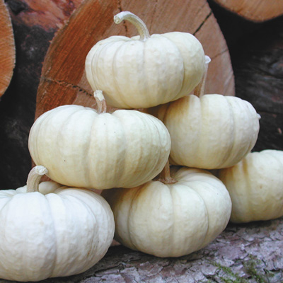 52 Types of Pumpkins to Eat, Decorate, and Display Baby Boo Pumpkin #Pumpkin #Pumpkins #GrowPumpkins #Garden #Gardening #FallDecor #FallGarden #FallSquash #AutumnDecor #FallHarvest #Halloween