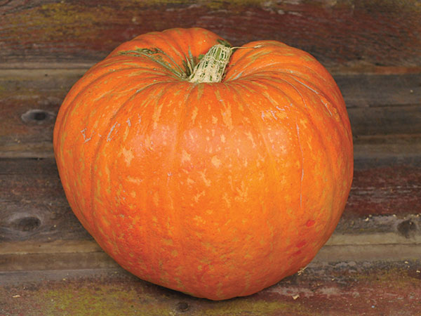 Big Max Giant Pumpkin #Pumpkin #Pumpkins #GrowPumpkins #Garden #Gardening #FallDecor #FallGarden #FallSquash #AutumnDecor #FallHarvest #Halloween