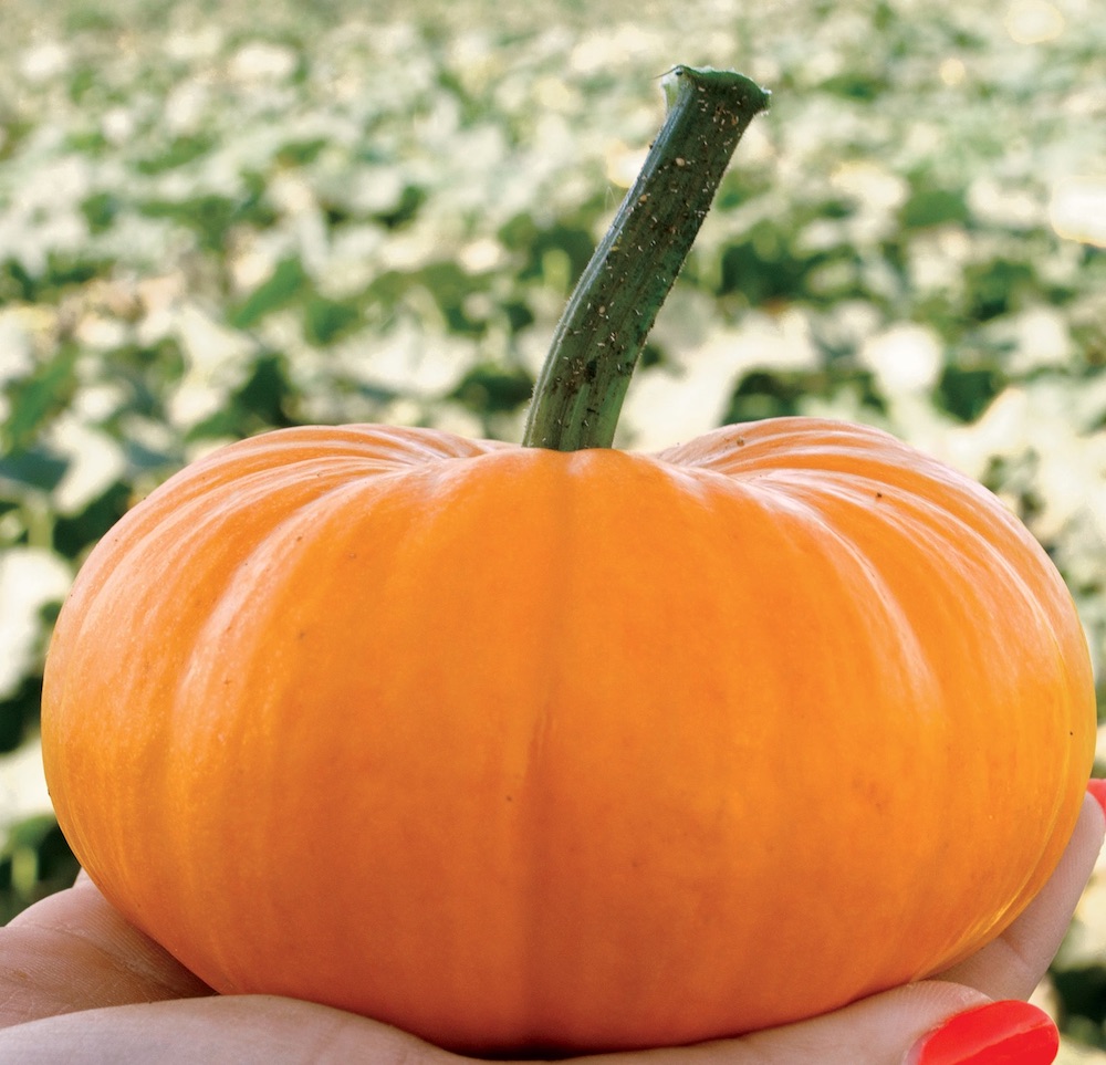 Bumpkin Hybrid #Pumpkin #Pumpkins #GrowPumpkins #Garden #Gardening #FallDecor #FallGarden #FallSquash #AutumnDecor #FallHarvest #Halloween