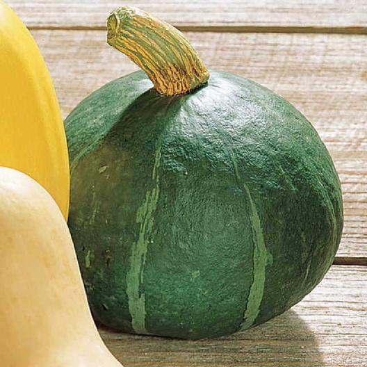 52 Types of Pumpkins to Eat, Decorate, and Display Buttercup Pumpkin #Pumpkin #Pumpkins #GrowPumpkins #Garden #Gardening #FallDecor #FallGarden #FallSquash #AutumnDecor #FallHarvest #Halloween