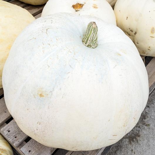 Casper Pumpkin #Pumpkin #Pumpkins #GrowPumpkins #Garden #Gardening #FallDecor #FallGarden #FallSquash #AutumnDecor #FallHarvest #Halloween