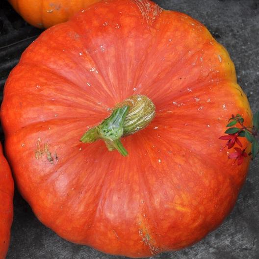 52 Types of Pumpkins to Eat, Decorate, and Display Cinderella Pumpkin #Pumpkin #Pumpkins #GrowPumpkins #Garden #Gardening #FallDecor #FallGarden #FallSquash #AutumnDecor #FallHarvest #Halloween