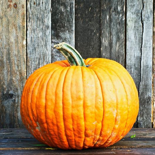 Connecticut Field Pumpkin #Pumpkin #Pumpkins #GrowPumpkins #Garden #Gardening #FallDecor #FallGarden #FallSquash #AutumnDecor #FallHarvest #Halloween