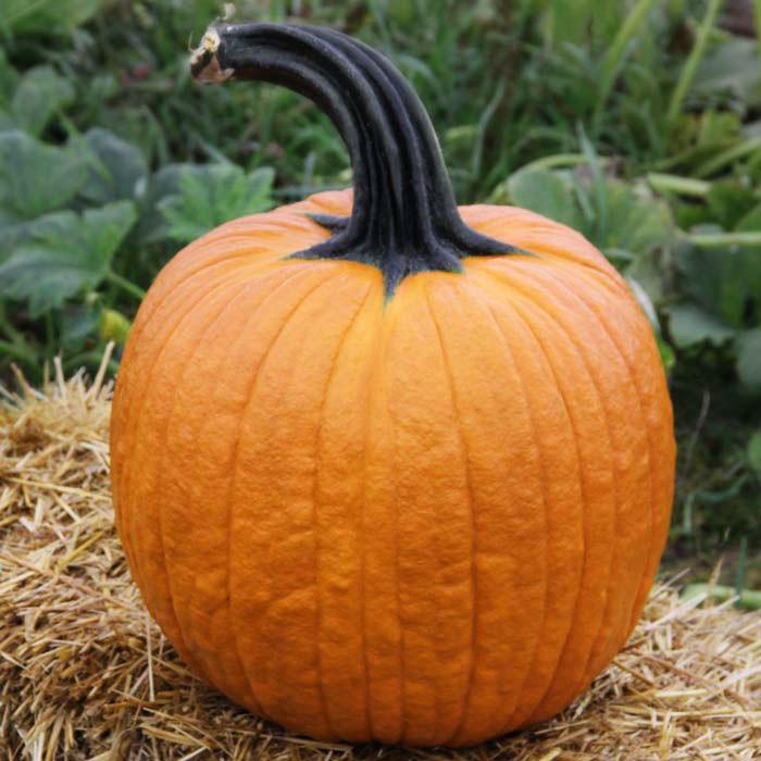 52 Types of Pumpkins to Eat, Decorate, and Display Cronus Pumpkin #Pumpkin #Pumpkins #GrowPumpkins #Garden #Gardening #FallDecor #FallGarden #FallSquash #AutumnDecor #FallHarvest #Halloween