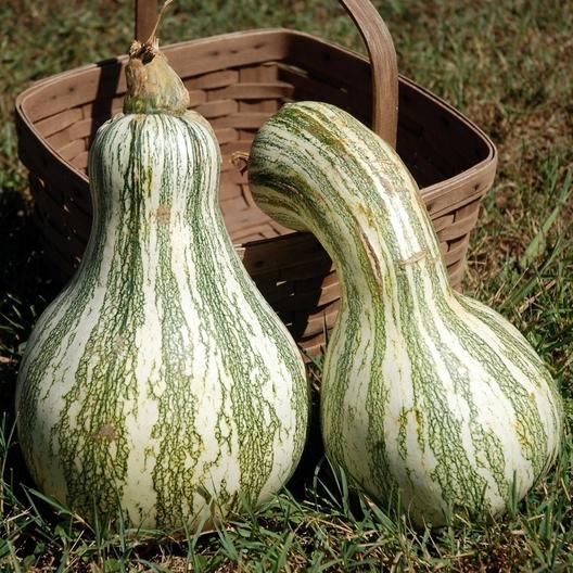 Cushaw Green Striped Pumpkin #Pumpkin #Pumpkins #GrowPumpkins #Garden #Gardening #FallDecor #FallGarden #FallSquash #AutumnDecor #FallHarvest #Halloween