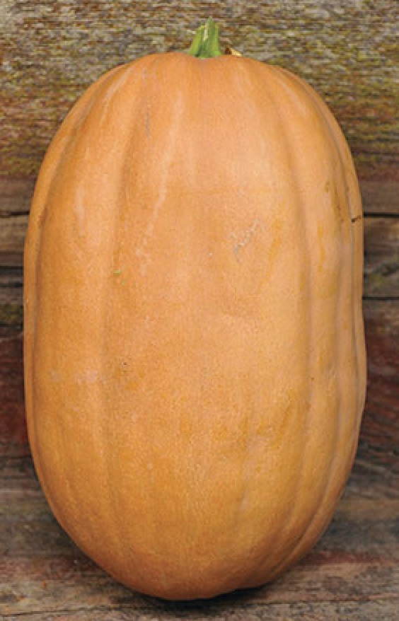 52 Types of Pumpkins to Eat, Decorate, and Display Dickinson Pumpkin #Pumpkin #Pumpkins #GrowPumpkins #Garden #Gardening #FallDecor #FallGarden #FallSquash #AutumnDecor #FallHarvest #Halloween