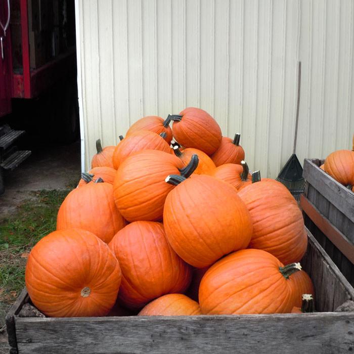 Gladiator Pumpkin #Pumpkin #Pumpkins #GrowPumpkins #Garden #Gardening #FallDecor #FallGarden #FallSquash #AutumnDecor #FallHarvest #Halloween