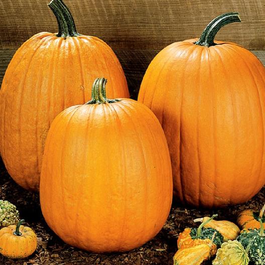 Howden Field Pumpkin #Pumpkin #Pumpkins #GrowPumpkins #Garden #Gardening #FallDecor #FallGarden #FallSquash #AutumnDecor #FallHarvest #Halloween