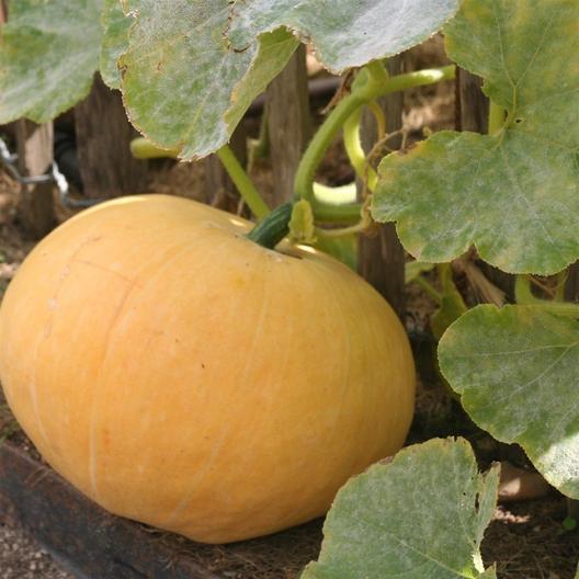 Jaune De Paris Pumpkin #Pumpkin #Pumpkins #GrowPumpkins #Garden #Gardening #FallDecor #FallGarden #FallSquash #AutumnDecor #FallHarvest #Halloween