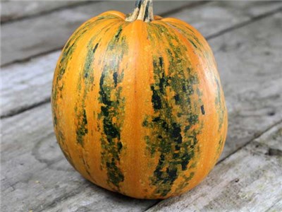 52 Types of Pumpkins to Eat, Decorate, and Display Kakai Squash Pumpkin #Pumpkin #Pumpkins #GrowPumpkins #Garden #Gardening #FallDecor #FallGarden #FallSquash #AutumnDecor #FallHarvest #Halloween