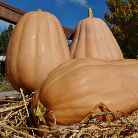 52 Types of Pumpkins to Eat, Decorate, and Display Kentucky Field Pumpkin #Pumpkin #Pumpkins #GrowPumpkins #Garden #Gardening #FallDecor #FallGarden #FallSquash #AutumnDecor #FallHarvest #Halloween