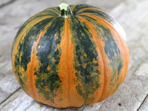 Green Pumpkin Orange