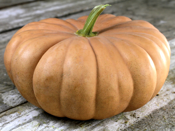 Long Island Cheese Squash #Pumpkin #Pumpkins #GrowPumpkins #Garden #Gardening #FallDecor #FallGarden #FallSquash #AutumnDecor #FallHarvest #Halloween