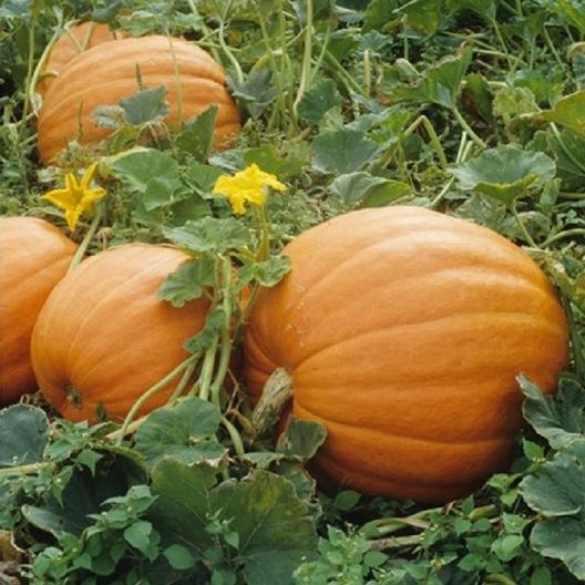 52 Types of Pumpkins to Eat, Decorate, and Display Mammoth Gold Pumpkin #Pumpkin #Pumpkins #GrowPumpkins #Garden #Gardening #FallDecor #FallGarden #FallSquash #AutumnDecor #FallHarvest #Halloween