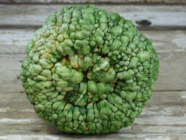 Marina Di Chioggia Squash #Pumpkin #Pumpkins #GrowPumpkins #Garden #Gardening #FallDecor #FallGarden #FallSquash #AutumnDecor #FallHarvest #Halloween