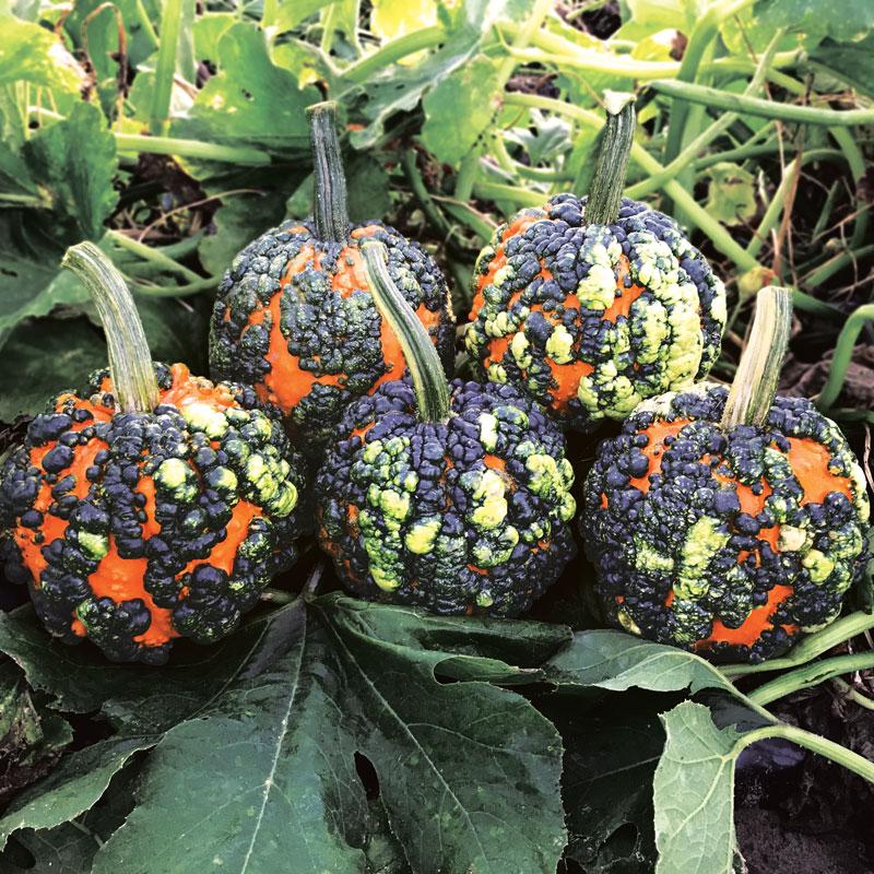 52 Types of Pumpkins to Eat, Decorate, and Display Miniwarts Pumpkin #Pumpkin #Pumpkins #GrowPumpkins #Garden #Gardening #FallDecor #FallGarden #FallSquash #AutumnDecor #FallHarvest #Halloween