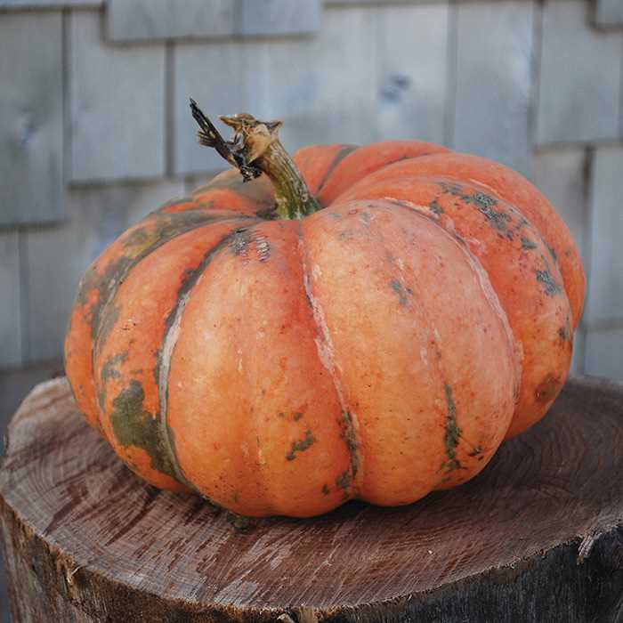 52 Types of Pumpkins to Eat, Decorate, and Display Moranga Squash #Pumpkin #Pumpkins #GrowPumpkins #Garden #Gardening #FallDecor #FallGarden #FallSquash #AutumnDecor #FallHarvest #Halloween