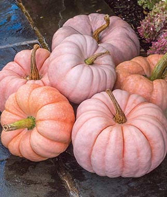 52 Types of Pumpkins to Eat, Decorate, and Display Porcelain Princess Hybrid Pumpkin #Pumpkin #Pumpkins #GrowPumpkins #Garden #Gardening #FallDecor #FallGarden #FallSquash #AutumnDecor #FallHarvest #Halloween