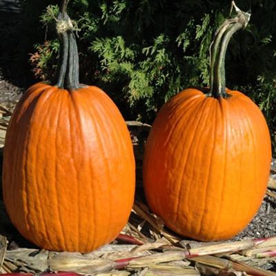 Pumpkin Ares #Pumpkin #Pumpkins #GrowPumpkins #Garden #Gardening #FallDecor #FallGarden #FallSquash #AutumnDecor #FallHarvest #Halloween