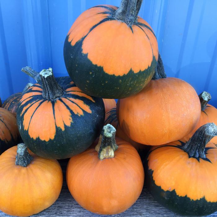 52 Types of Pumpkins to Eat, Decorate, and Display Pumpkin Batwing #Pumpkin #Pumpkins #GrowPumpkins #Garden #Gardening #FallDecor #FallGarden #FallSquash #AutumnDecor #FallHarvest #Halloween