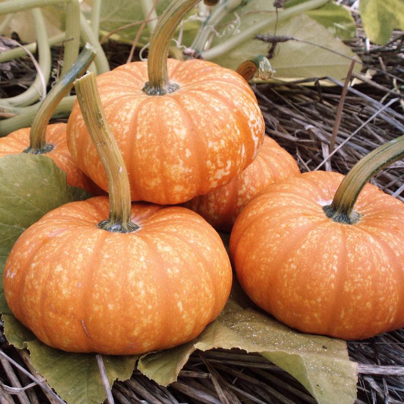 Pumpkin Lil Orange Mon #Pumpkin #Pumpkins #GrowPumpkins #Garden #Gardening #FallDecor #FallGarden #FallSquash #AutumnDecor #FallHarvest #Halloween