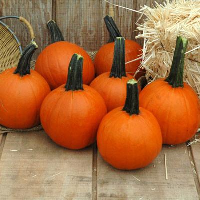 52 Types of Pumpkins to Eat, Decorate, and Display Pumpkin Little Giant #Pumpkin #Pumpkins #GrowPumpkins #Garden #Gardening #FallDecor #FallGarden #FallSquash #AutumnDecor #FallHarvest #Halloween