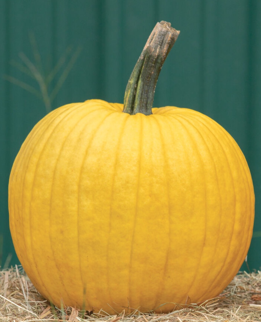 52 Types of Pumpkins to Eat, Decorate, and Display Pumpkin Mellow Yellow #Pumpkin #Pumpkins #GrowPumpkins #Garden #Gardening #FallDecor #FallGarden #FallSquash #AutumnDecor #FallHarvest #Halloween