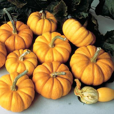 Types of Pumpkins to Eat, Decorate, and Display Pumpkin Munchkin #Pumpkin #Pumpkins #GrowPumpkins #Garden #Gardening #FallDecor #FallGarden #FallSquash #AutumnDecor #FallHarvest #Halloween