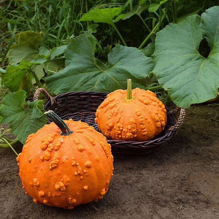 52 Types of Pumpkins to Eat, Decorate, and Display Pumpkin Sanchez #Pumpkin #Pumpkins #GrowPumpkins #Garden #Gardening #FallDecor #FallGarden #FallSquash #AutumnDecor #FallHarvest #Halloween