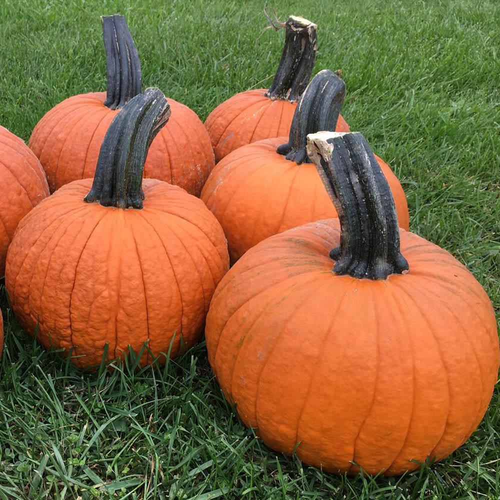 Pumpkin Secretariat #Pumpkin #Pumpkins #GrowPumpkins #Garden #Gardening #FallDecor #FallGarden #FallSquash #AutumnDecor #FallHarvest #Halloween