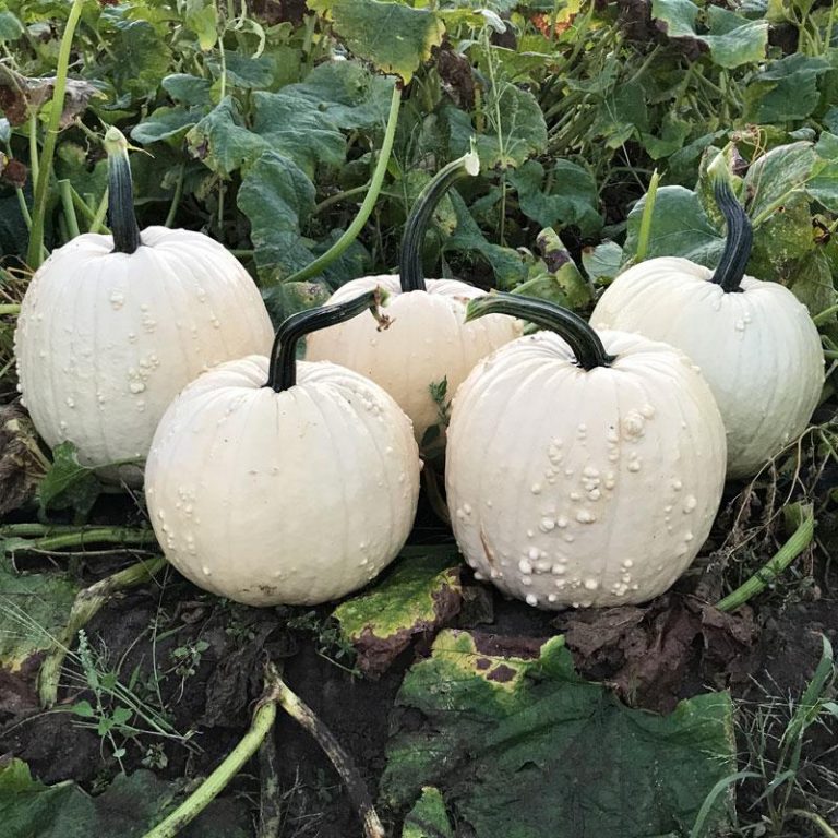 mellow yellow pumpkin