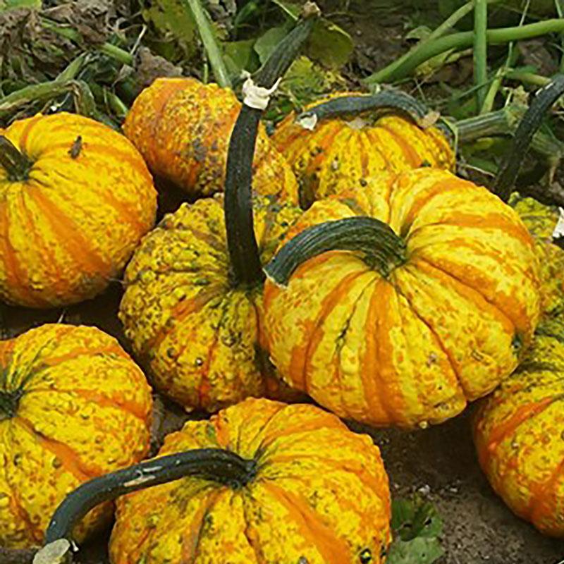 52 Types of Pumpkins to Eat, Decorate, and Display Pumpkin Warty Gnome #Pumpkin #Pumpkins #GrowPumpkins #Garden #Gardening #FallDecor #FallGarden #FallSquash #AutumnDecor #FallHarvest #Halloween