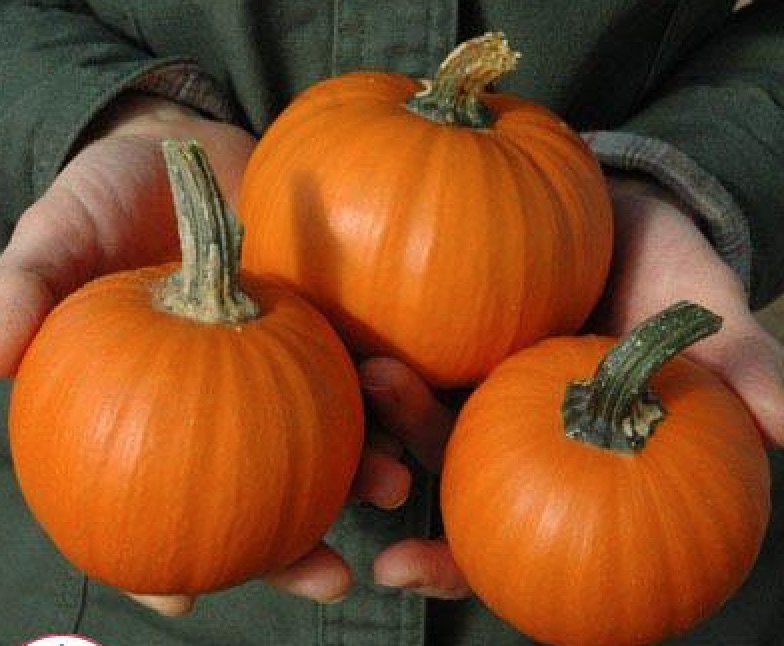 Pumpkin Wee Be Little #Pumpkin #Pumpkins #GrowPumpkins #Garden #Gardening #FallDecor #FallGarden #FallSquash #AutumnDecor #FallHarvest #Halloween