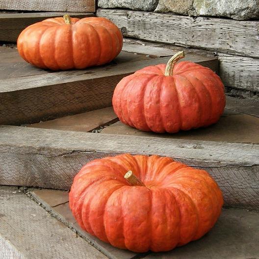 Red Etampes Pumpkin #Pumpkin #Pumpkins #GrowPumpkins #Garden #Gardening #FallDecor #FallGarden #FallSquash #AutumnDecor #FallHarvest #Halloween