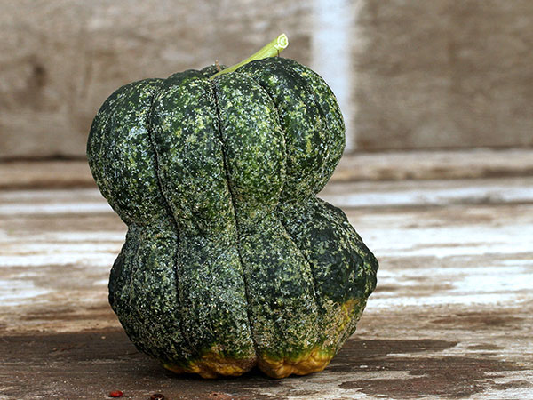 Shishigatani Or Toonas Makino Pumpkin #Pumpkin #Pumpkins #GrowPumpkins #Garden #Gardening #FallDecor #FallGarden #FallSquash #AutumnDecor #FallHarvest #Halloween