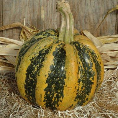 52 Types of Pumpkins to Eat, Decorate, and Display Squash American Tondo #Pumpkin #Pumpkins #GrowPumpkins #Garden #Gardening #FallDecor #FallGarden #FallSquash #AutumnDecor #FallHarvest #Halloween