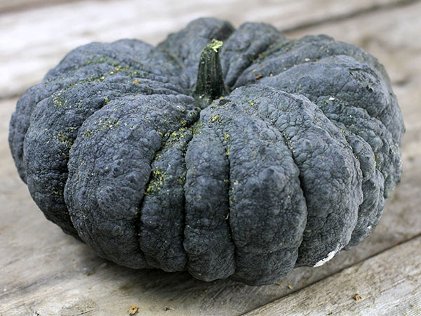 52 Types of Pumpkins to Eat, Decorate, and Display Thai Kang Kob Pumpkin #Pumpkin #Pumpkins #GrowPumpkins #Garden #Gardening #FallDecor #FallGarden #FallSquash #AutumnDecor #FallHarvest #Halloween