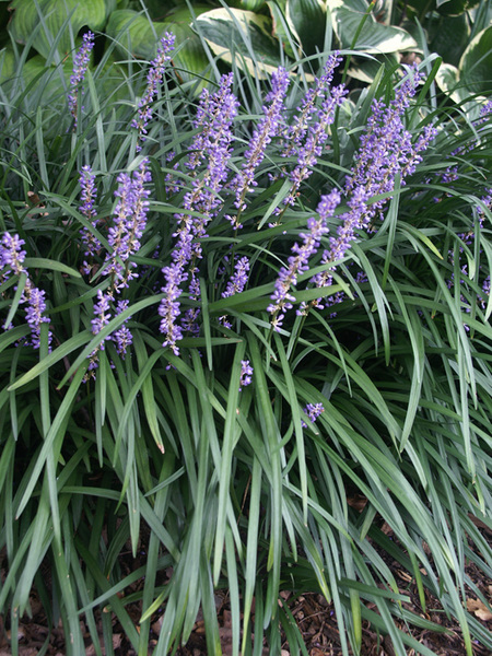 Planting Dry Shade Perennials Big Blue Liriope #Perennials #PlantingTips #Garden #Gardening #DryShadePerennials #ShadeLovingPerennials #DryShadeLovingPlants #Landscaping