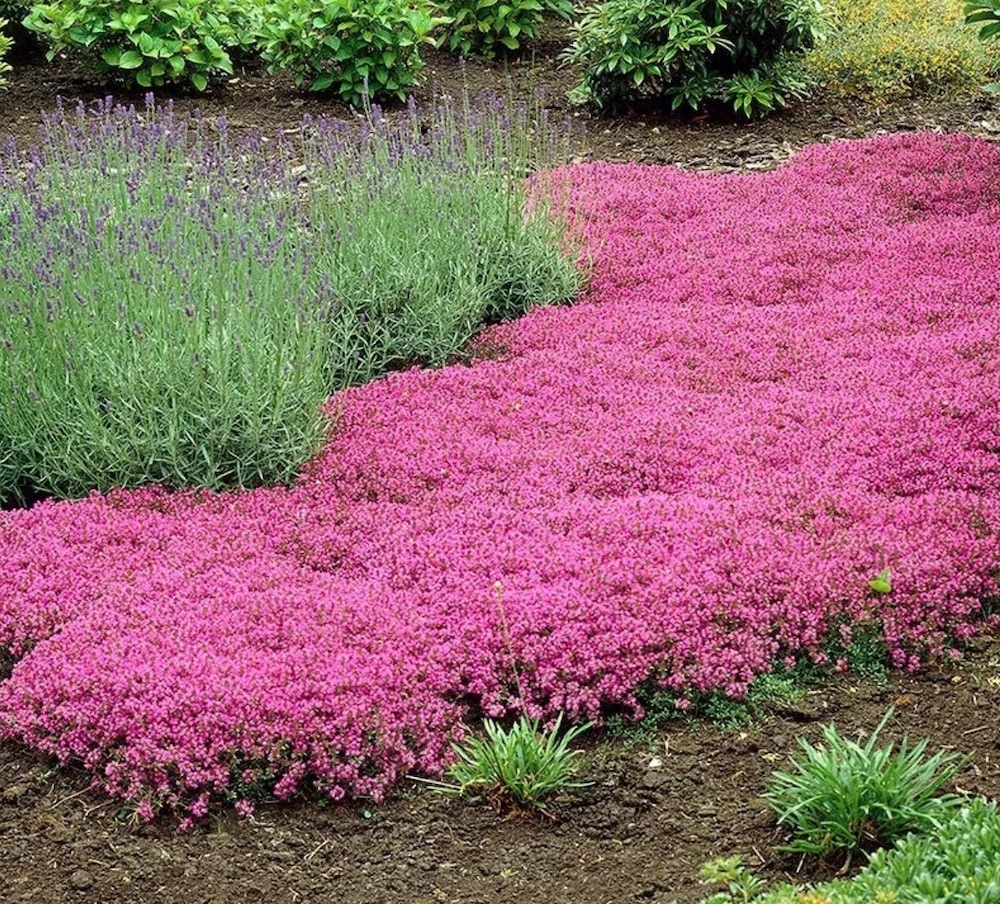 15 Best Flowering Ground Covers For Sun, Pink Flowering Ground Cover Plants