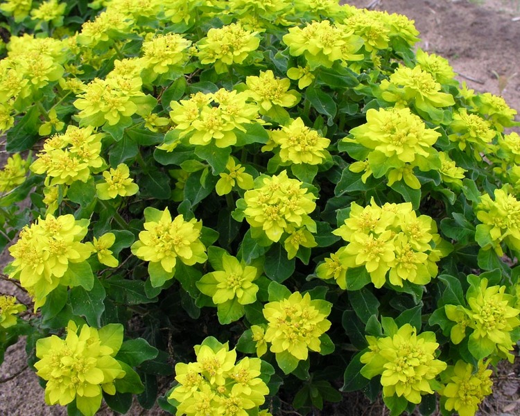 Plant that will Thrive with Less Rainfall Euphorbia Polychroma #Perennials #PlantingTips #Garden #Gardening #DryShadePerennials #ShadeLovingPerennials #DryShadeLovingPlants #Landscaping