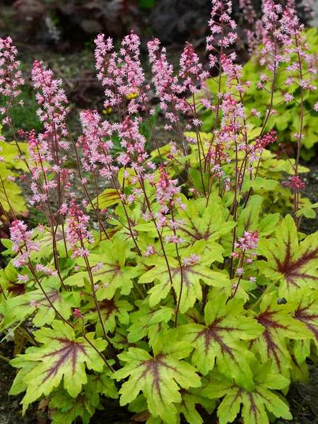 Flowering Dry Shade Perennials Eye Spy Heucherella #Perennials #Garden #Gardening #DryShadePerennials #ShadeLovingPerennials #DryShadeLovingPlants #Landscaping