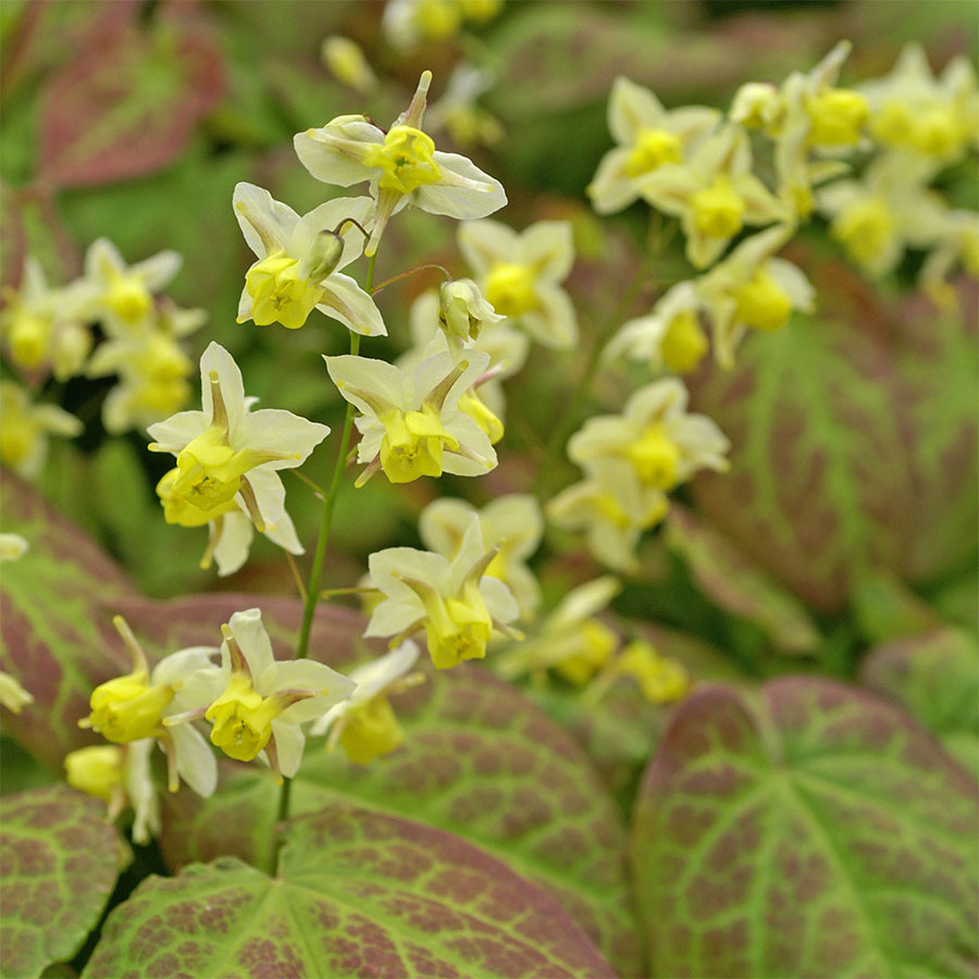 Tips for Planting Dry Shade Perennials Fairy Wings Epimedium #Perennials #PlantingTips #Garden #Gardening #DryShadePerennials #ShadeLovingPerennials #DryShadeLovingPlants #Landscaping