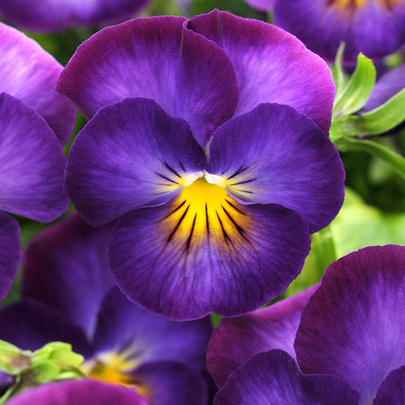 Flowering Plants for Stone Walls Halo Violet Viola #Perennials #Garden #Gardening #GroundCovers #ShadeLovingGroundCovers #Landscaping
