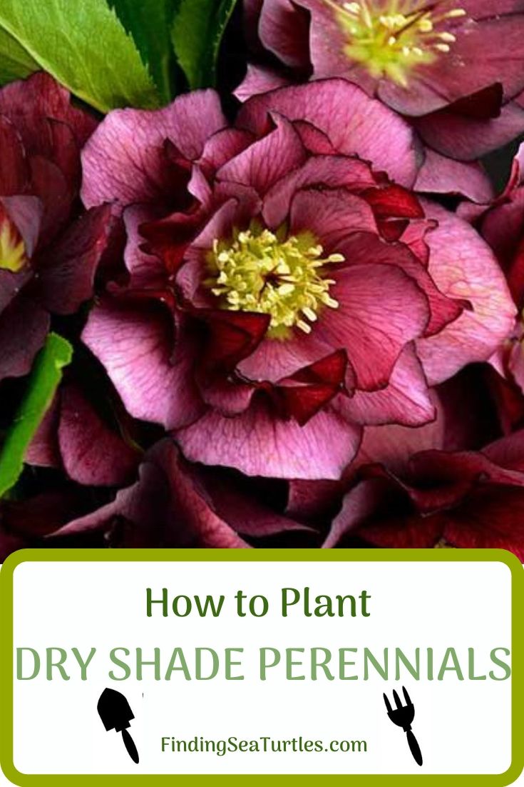 How to Plant Dry Shade Perennials #Perennials #PlantingTips #Garden #Gardening #DryShadePerennials #ShadeLovingPerennials #DryShadeLovingPlants #Landscaping