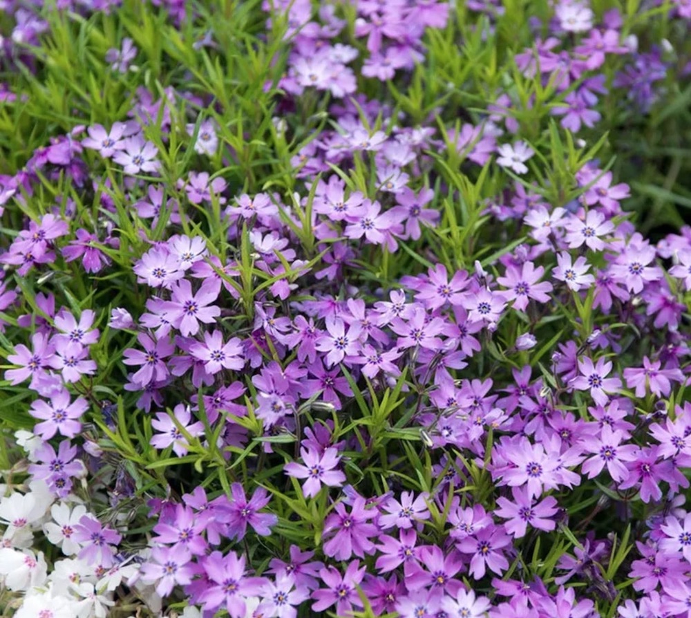 Plants for Soil Retention Purple Beauty Creeping Phlox #Perennials #Garden #Gardening #Groundcovers #SunLovingGroundcovers #Landscaping #PlantsforSlopes #PlantsforBanks #PlantsforStoneWalls