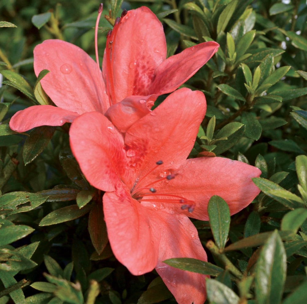 Flowering Plants for Stone Walls Rhododendron Flame Creeper #Perennials #Garden #Gardening #GroundCovers #ShadeLovingGroundCovers #Landscaping