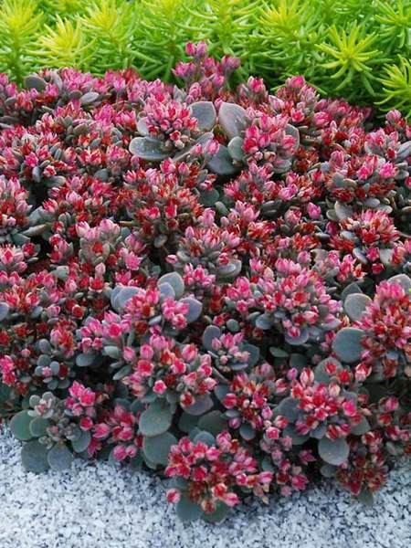15 Best Flowering Ground Covers For Sun, What Is A Good Ground Cover For Full Sun