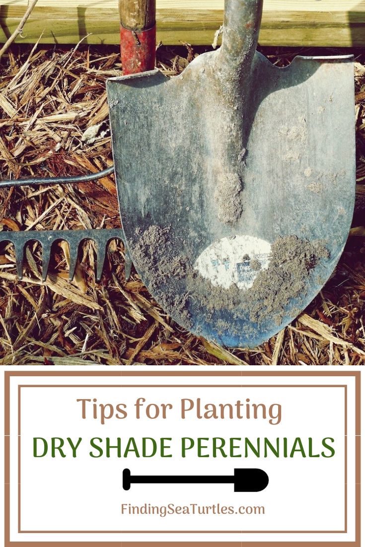 Tips for Planting Dry Shade Perennials Shovel #Perennials #PlantingTips #Garden #Gardening #DryShadePerennials #ShadeLovingPerennials #DryShadeLovingPlants #Landscaping