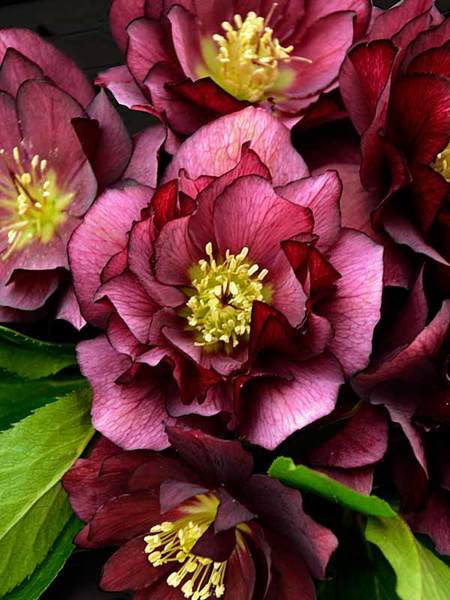 Plants that Thrive with less Sunlight and less Water True Love Helleborus #Perennials #PlantingTips #Garden #Gardening #DryShadePerennials #ShadeLovingPerennials #DryShadeLovingPlants #Landscaping